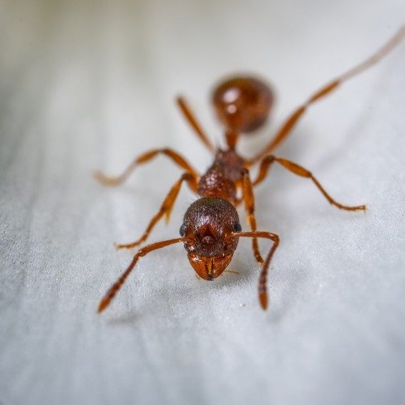 Field Ants, Pest Control in Downside, Cobham, Stoke d'Abernon, KT11. Call Now! 020 8166 9746