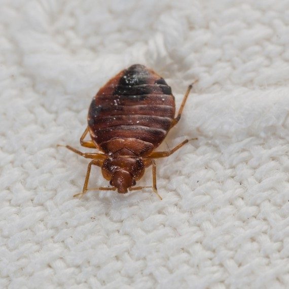 Bed Bugs, Pest Control in Downside, Cobham, Stoke d'Abernon, KT11. Call Now! 020 8166 9746