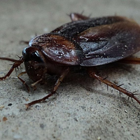 Cockroaches, Pest Control in Downside, Cobham, Stoke d'Abernon, KT11. Call Now! 020 8166 9746