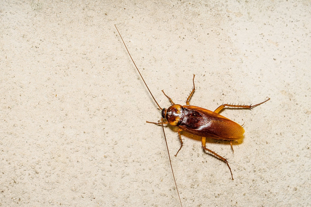 Cockroach Control, Pest Control in Downside, Cobham, Stoke d'Abernon, KT11. Call Now 020 8166 9746