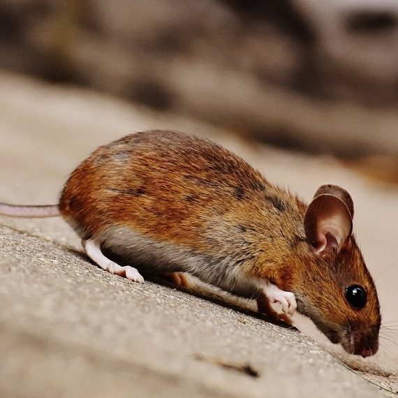 Mice, Pest Control in Downside, Cobham, Stoke d'Abernon, KT11. Call Now! 020 8166 9746