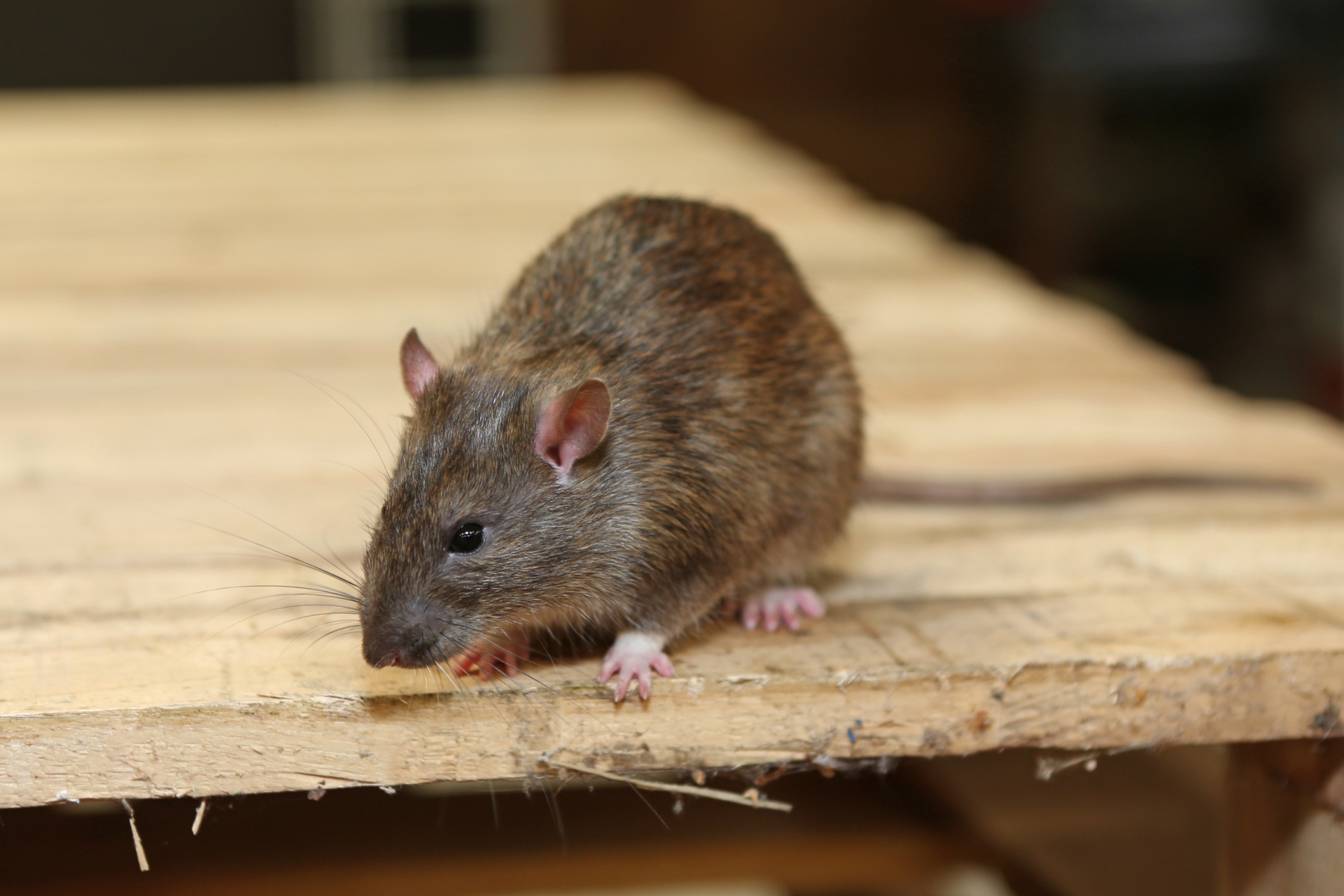 Rat Infestation, Pest Control in Downside, Cobham, Stoke d'Abernon, KT11. Call Now 020 8166 9746