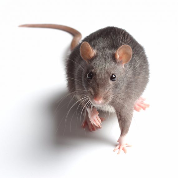 Rats, Pest Control in Downside, Cobham, Stoke d'Abernon, KT11. Call Now! 020 8166 9746