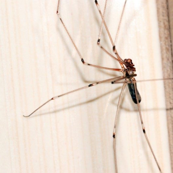 Spiders, Pest Control in Downside, Cobham, Stoke d'Abernon, KT11. Call Now! 020 8166 9746