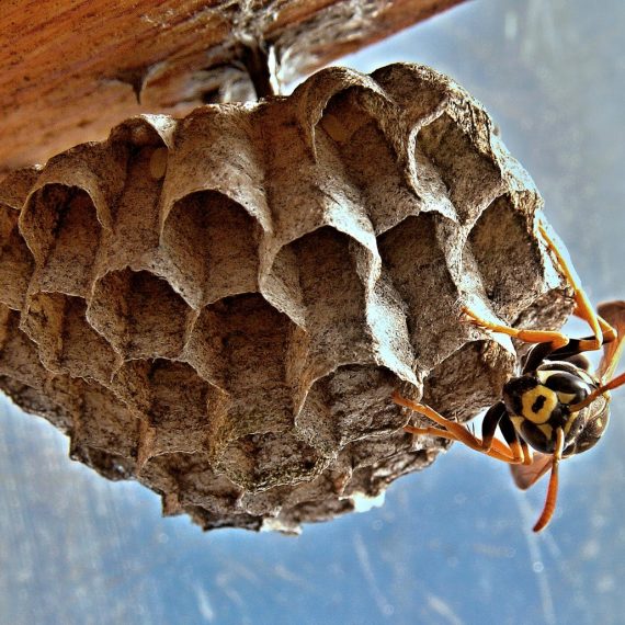 Wasps Nest, Pest Control in Downside, Cobham, Stoke d'Abernon, KT11. Call Now! 020 8166 9746