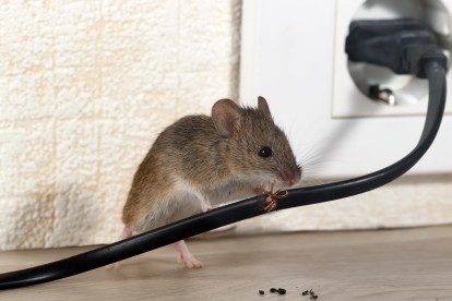 Pest Control in Downside, Cobham, Stoke d'Abernon, KT11. Call Now! 020 8166 9746