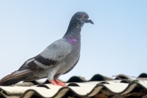 Pigeon Control, Pest Control in Downside, Cobham, Stoke d'Abernon, KT11. Call Now 020 8166 9746